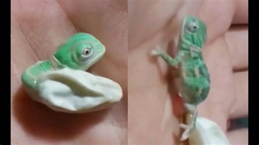 Viral Video Of Newborn Chameleon Changing Colour Is Spectacular | Watch