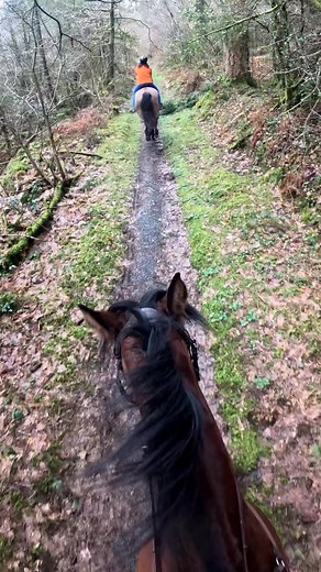 Cantering my standardbred on the Ystwyth trail #goodhorse #equestrianlife #horsegirl #offroading #equestrian #standardbred #horseriding #canter | Kayleigh Tonkins
