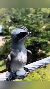 79 reactions | The world's smallest bird nests | Feel the Birds | Facebook