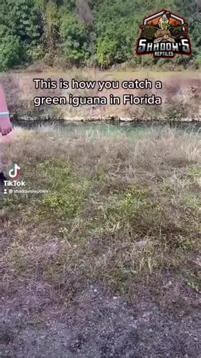 Have you ever caught a green iguana like this before? Explore my care guide packed with tips and tricks to keep your scaly friend happy and healthy! 🦎💚https://www.shadowsreptiles.com/post/rhino-iguana-care-guide #shadowsreptiles #ReptileCare #HealthyPets #IguanaCare #ReptileLove #ScalyCareTips #HealthyReptiles #HappyIguanas #ReptileWellness #IguanaHappiness | Shadow’s Reptiles