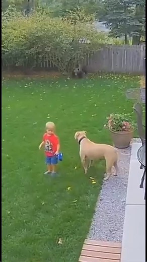 The Animal Heroes on Instagram: "Dog Chase The Bear Away #TheAnimalHeroes #AIVisuals #AnimalProtector #DogHero #FierceLoyalty #AnimalsProtectingHumans #Reels #FYP #AICreative #LoyalCompanion"