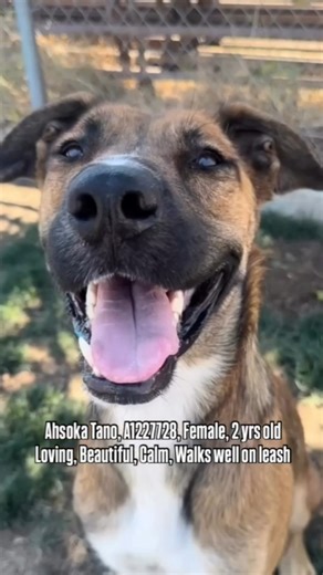 2.5K views · 141 reactions | Ashoka Tano (A1227728) | 2 years old |...