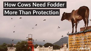 No matter how many cows gau rakshaks manage to save (if they actually do), cows in India might die for lack of fodder. | Scroll