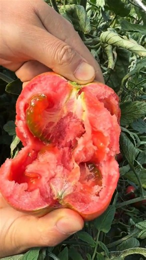 GIANT TOMATO hiding a juicy surprise 🍅😱🌱#shorts #gardening #farming #plants #garden