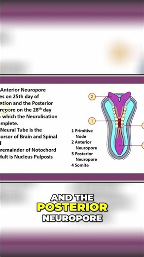 Fetal Development: Neuropore Closure Timeline Explained #shorts