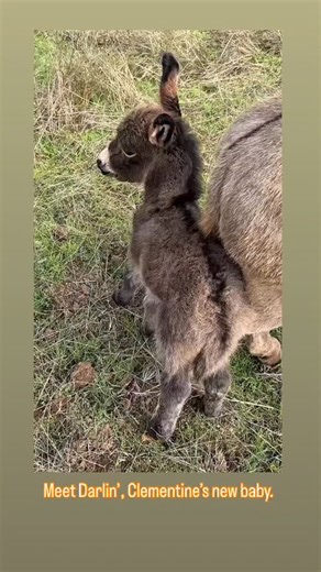 New mini donkey, Darlin’. I’m in love! | Delilah