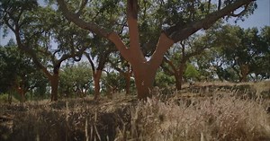 6.1K views · 52 reactions | Although this year’s cork oak harvest season has recently come to an end, you can still experience it for yourself! Immerse yourself in Mondato with the soothing sounds of the forest, and discover how cork has been harvested without harming a single tree for centuries! | "100% Cork" | Facebook