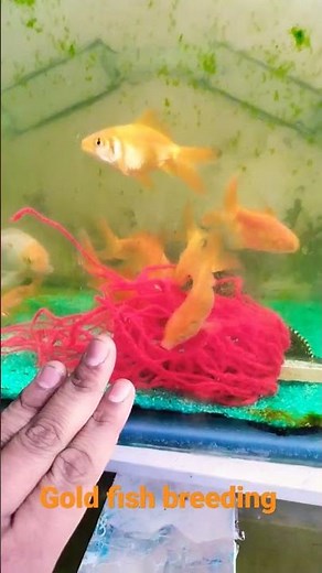 Live Gold Fish Breeding Watch how goldfish give birth.