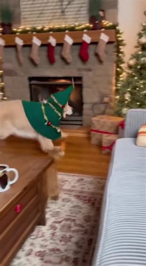 2.7K views | Funny dog ​​and grumpy cat. Merry Christmas | Victor Valora | Facebook