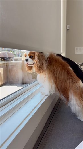 These Cavaliers Provide Two Essential Services
