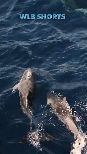 Dolphins Save Lifeguard & Woman from Great White Shark