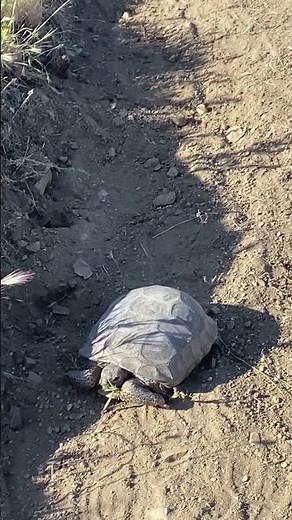 Desert Tortoise on Trail Fairview Mountain Mojave Desert CA#reptiles #tortoise #californiadesert