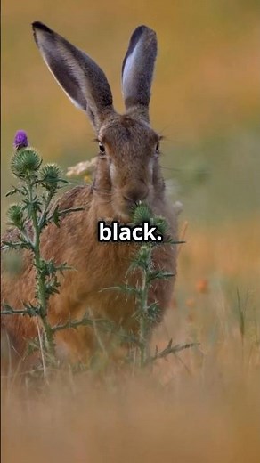 Hares: Nature's Speedy Solitaires!