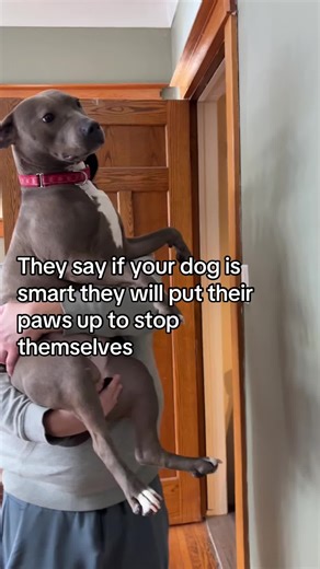 Smart Dogs: Creative Challenges for Canine Brilliance