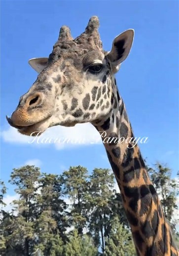 Ame esta gran experiencia ❤️‍🩹#haciendapanoaya #naturaleza #fyp