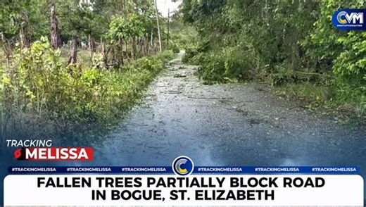 #TrackingMelissa 🌧️ Trees are down in sections of Bogue, St. Elizabeth, partially blocking the roadway as strong winds and rain from Hurricane Melissa continue to impact southern parishes. Motorists are urged to proceed with caution. If it’s safe, send us your videos and voice notes via WhatsApp at (876) 833-0897. #CVMNews #CVMTV #WatchTheWeather | CVM Television