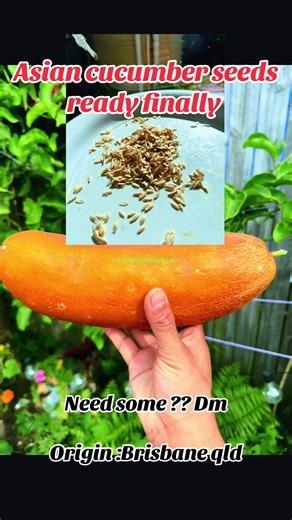 Asian Cucumber Seeds Ready for Planting This Season