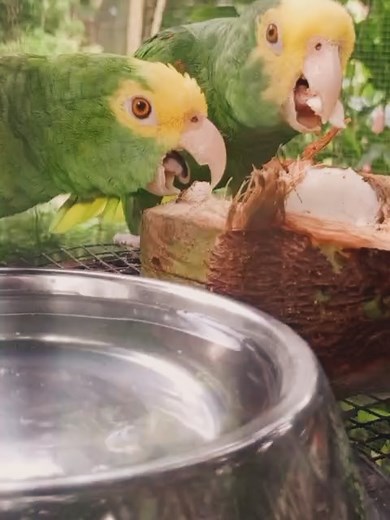 Belize Bird Rescue on Reels