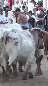 The Perfect Bull. #bulls #bullstv #bull #perfectorder