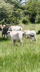 MY HEIFERS FOR SALE $650-700 us | Cattle- SALES