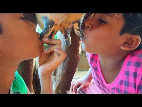 Cow milk drinking for funny | cow milk videos
