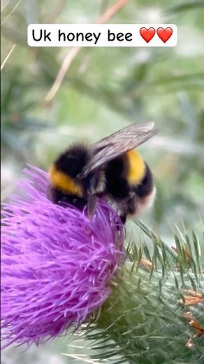 Beautiful UK Honeybee | 🐝🌸 | #honeybee #uk #nature