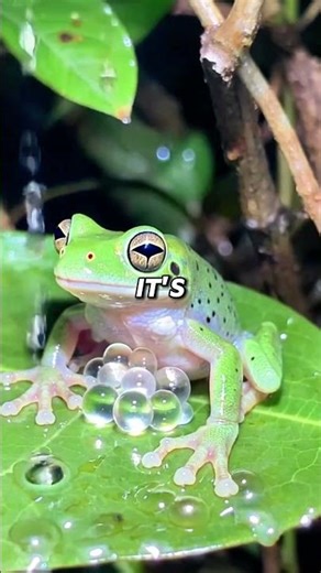 You Can See This Frog’s Heart Beating… 🐸💀 #facts #animals #glassfrog #amazingfacts #shorts