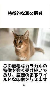 カラキャットの魅力！野生の風格を持つハイブリッドキャット #動物雑学 #1分雑学 #shorts #カラキャット #猫