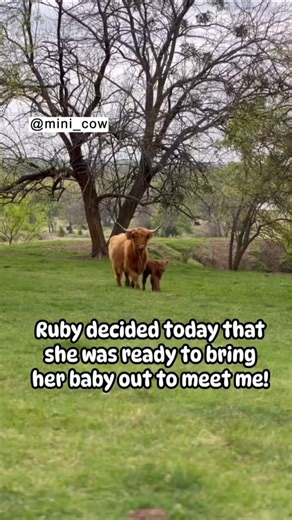 Ruby Finally Introduced me to her Baby! 🐮 #shorts
