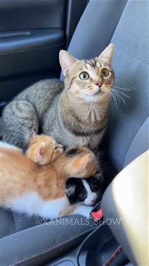 Let's help each other and be positive. #cat