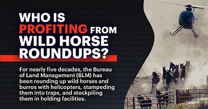 1.6K views · 126 reactions | Spreading awareness about the threats our cherished wild mustangs continue to face is one of the best ways we can ensure progress for these innocent animals. Growing our network of wild horse advocates like you means more calls to legislators for wild horse protections, more American taxpayers standing up for what their money is used for, and ultimately a better life for our wild horses and burros. | American Wild Horse Conservation | Facebook