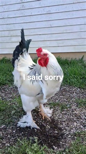 Cluck Norris got his job back!!! #funnyanimals #chicken #backyardchickens