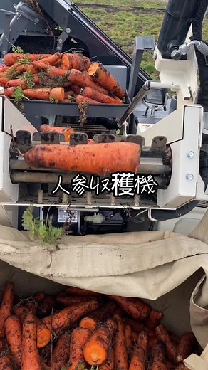 霜枯れの人参を機械で収穫 #人参#機械#収穫#イセキ #ヤンマー #農業#japan#japanese #carrot #harvester#ヒカキンボイス