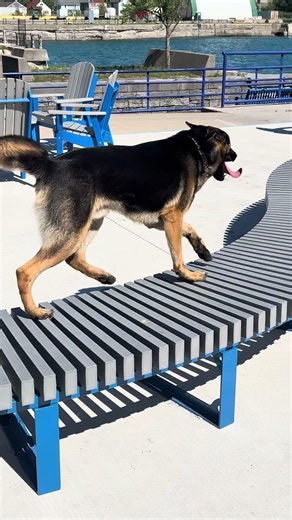 German Shepherd Protection Dog Vulcan working on the obstacle course.