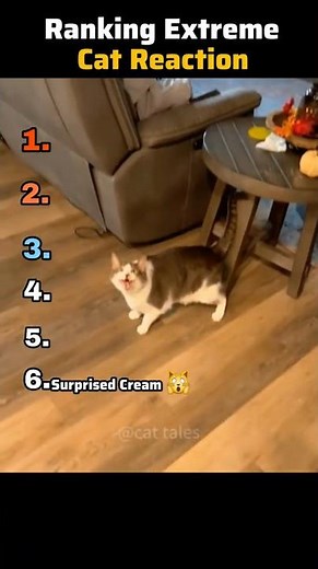 I Ranked the Most Extreme Cat Reactions Ever 😼💥 #funnycats #cat #catvideos