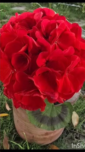 Red Zonal Geranium #nature #trending #flower