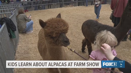 Kids learn about alpacas at farm show
