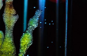 New Smart Sutures Can Detect Inflammation & Dispense Drugs | Clinical And Molecular Dx