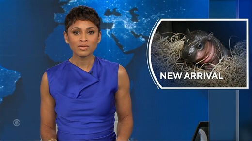 A baby pygmy hippopotamus was born at a Virginia zoo this holiday season. The animal is endangered with an estimated 2,500 hundred of them remaining in the wild. https://cbsn.ws/3VXdmQk | CBS Evening News