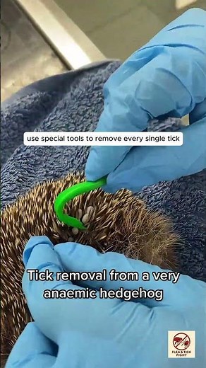Hedgehog Covered in Giant Ticks | Painful Tick Removal Rescue
