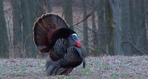 5 Things You Didn't Know About Eastern Wild Turkeys
