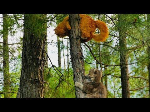 You’ll Melt Watching These Cats Climb the Tree ❤️ | Funny Cat Videos
