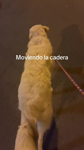 Shakira's Iconic Hip Movements in 'Moviendo la Cadera'