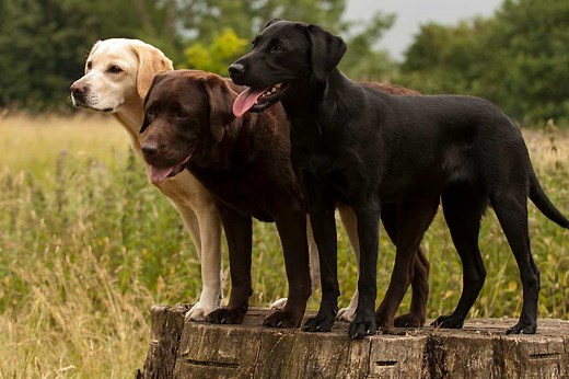 5 Reasons Labs Make the Best Hunting Dogs