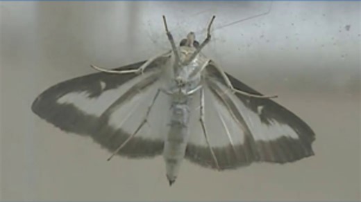 Invasive moth threatens boxwood shrubs in northwest Ohio