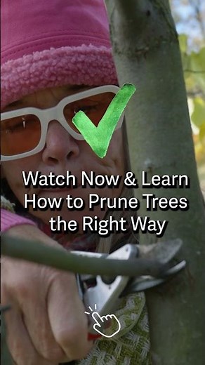 Stop Butchering Your Trees | How to Prune the Right Way