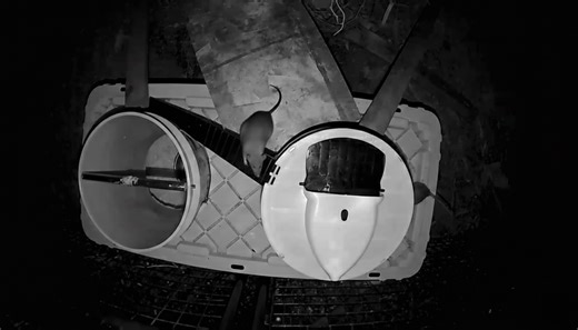 Rat infestation at the ranch and why it becomes dangerous fast