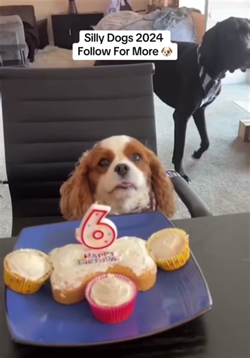 Funny Dogs in 2024 | Hilarious Canine Moments