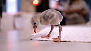 17 fuzzy flamingo chicks hatch at Texas zoo — with more on the way