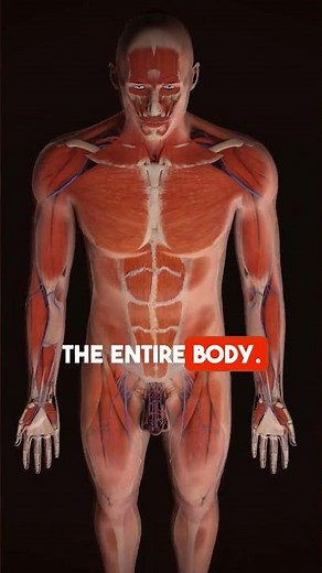 The heart the body living pump